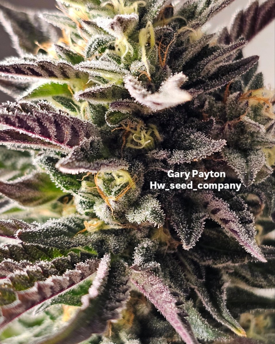 HwSeeds.de (@hw_seed_co) on Twitter photo 