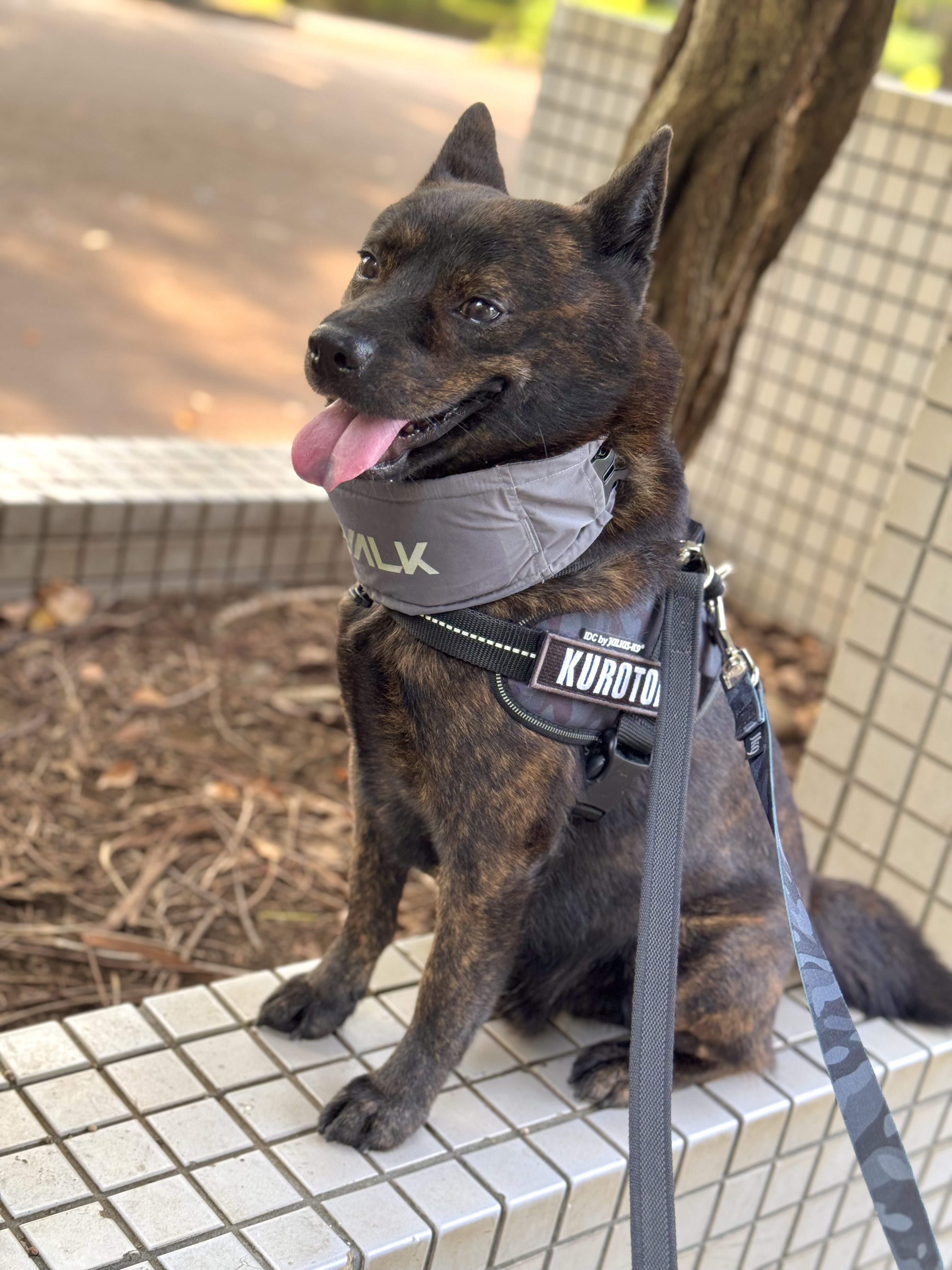 お値引き交渉可能 流れ星銀牙 甲斐の魔犬 赤虎 中虎 黒虎 マスコット セット FaNeMa / 『銀牙 -流れ星 銀-』 マスコット 黒虎