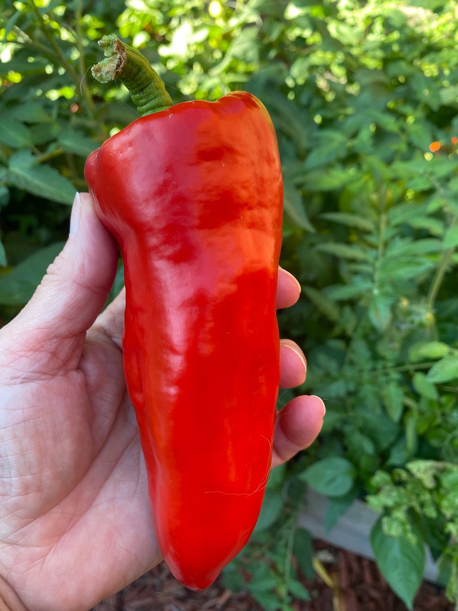A beautiful sweet pepper from my garden