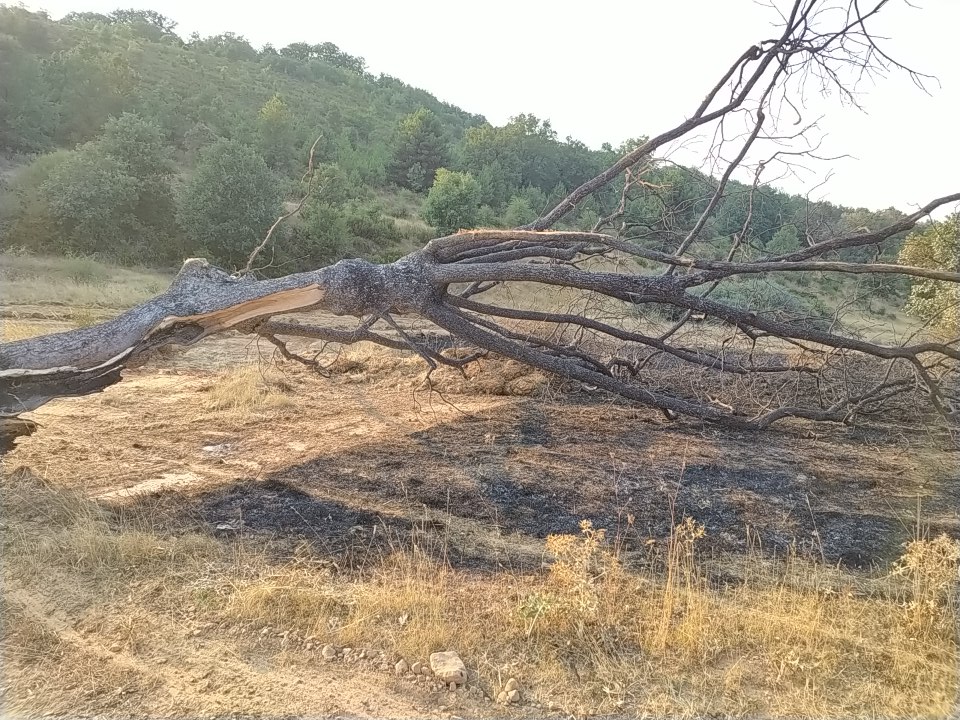 Gigantes caídos 
#IFCanalejas