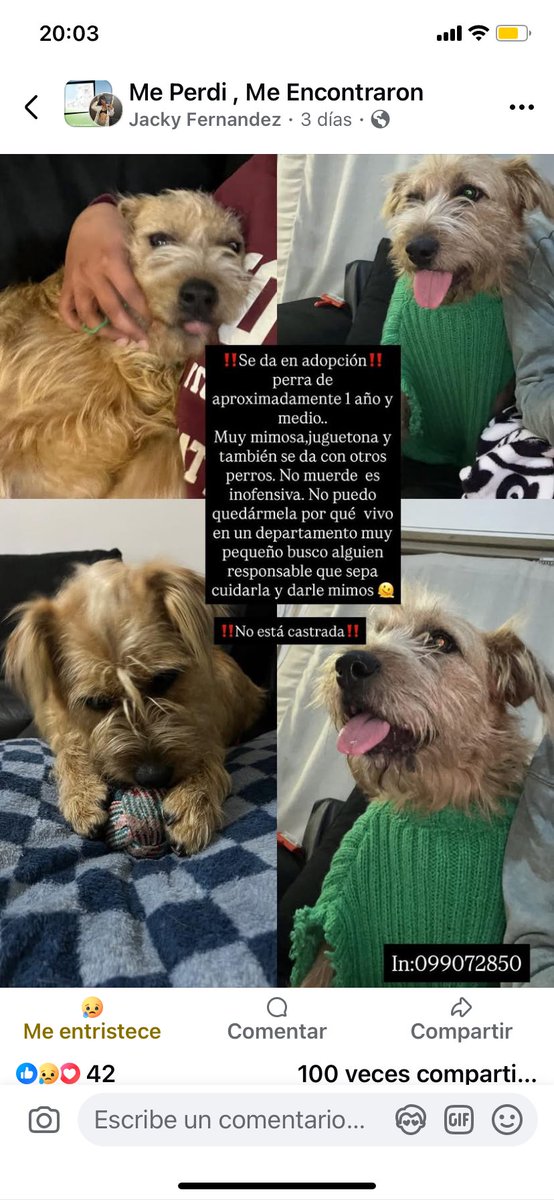 🙏🏻🙏🏻🙏🏻se busca a sus dueños. La señora la encontró hace 5 días y ahora la quiere dar en adopción.  🙏🏻🙏🏻🙏🏻🙏🏻dueños
