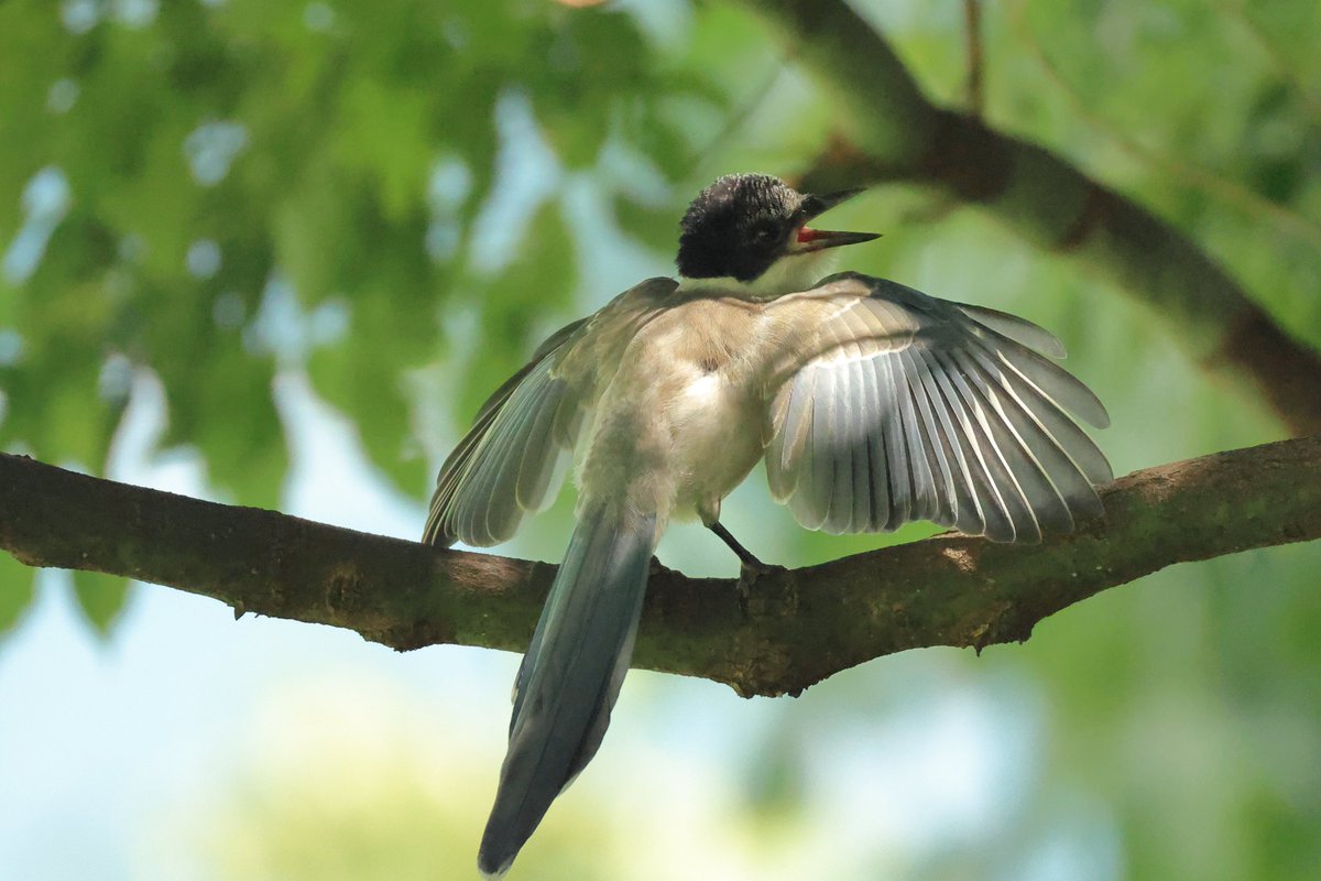 啼き方いろいろ。
#オナガ

▼野鳥写真図鑑「オナガ」
global.canon/ja/environment…