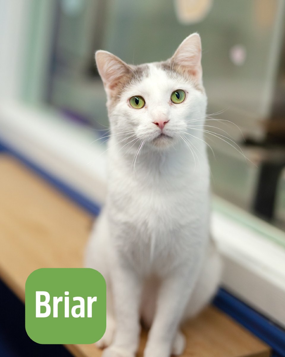 Lake Humane Society tweet media