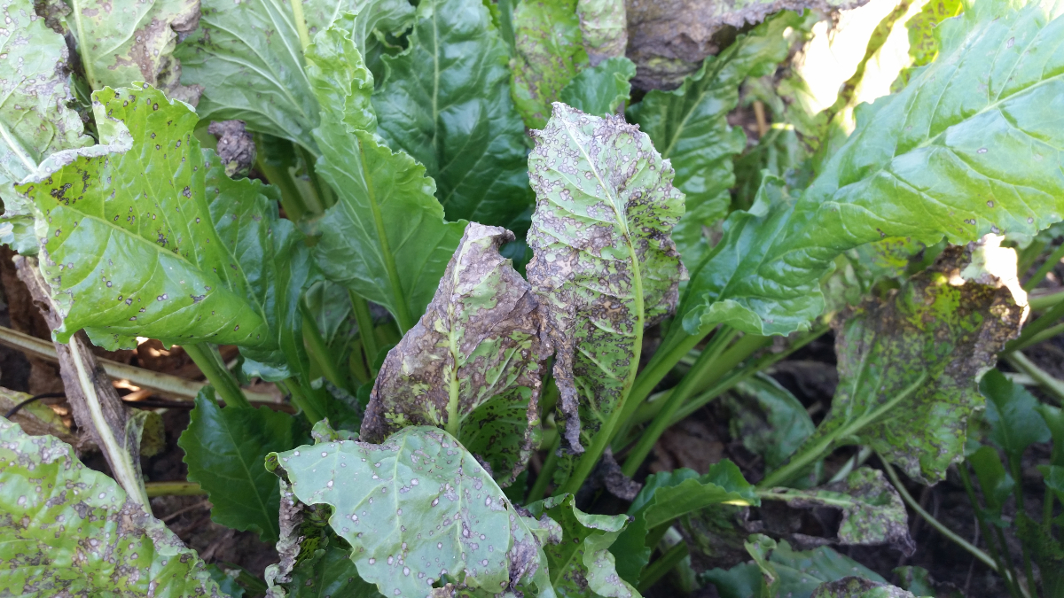 The Idaho Association Plant Protection is inviting proposals for presentations at the 2025 annual meeting (Nov. 5-6). Anyone interested in any facet of crop protection is invited to participate. More details at:
millerresearch.com/event/2025-ida…