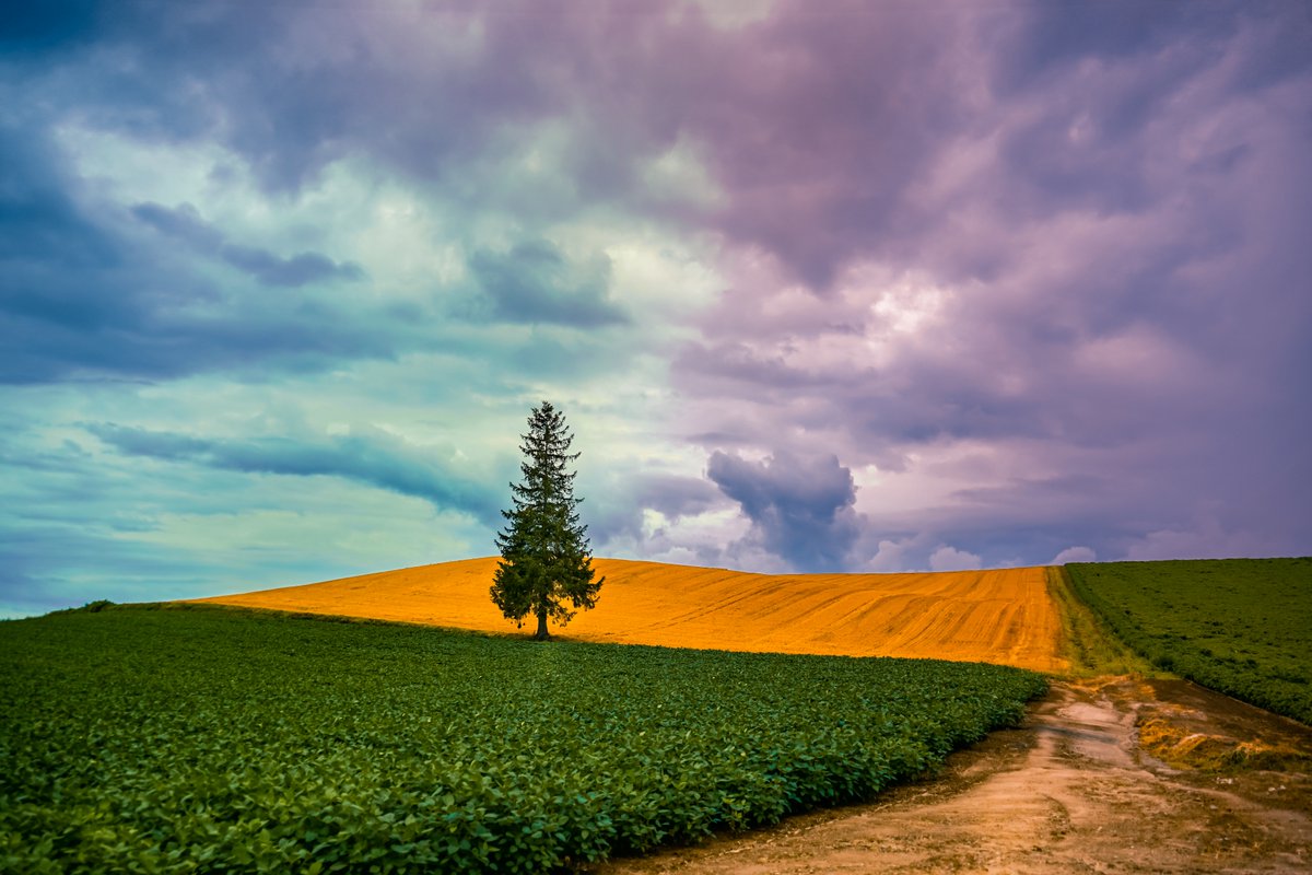 【クリスマスツリーの木@美瑛町】

美瑛町にあるクリスマスツリーの木は、広々とした土地に一本ポツンとたたずむ「トウヒの木」。冬は辺り一面が雪の白で覆われ、クリスマスツリーの木の醍醐味を味わうことができます！

周辺には街灯もないので、夜の星空もここから綺麗に見られます。#北海道絶景