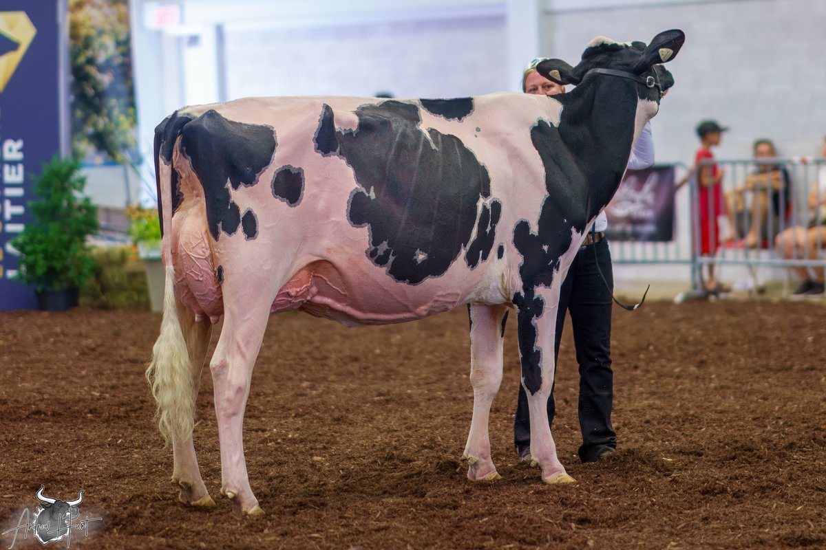 JACOBS ALLIGATOR BAVARIA
1st place Junior Three Year Old
Le Supreme Laitier Holstein Show 2025
ALLEVAMENTO BELTRAMINO, AZIENDA AGRICOLA VOLPERE, ELMVUE FARM, FERME JACOBS INC

See complete coverage at bit.ly/460tq9p