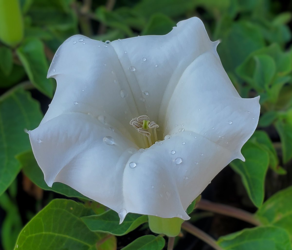 おはようございます
気温 26℃
今日の最高気温 34℃

今朝のお天気は晴れ🌞
日中も晴れの予報

お盆休みあけの一週間
何だか長く感じる

来週末で 8月も終わると思うと
少し暑さも和らいで欲しいけど

残暑は厳しそう

頑張っていきましょう👊
良い１日をお過ごしください☺
#アマチュア無線
#イマソラ