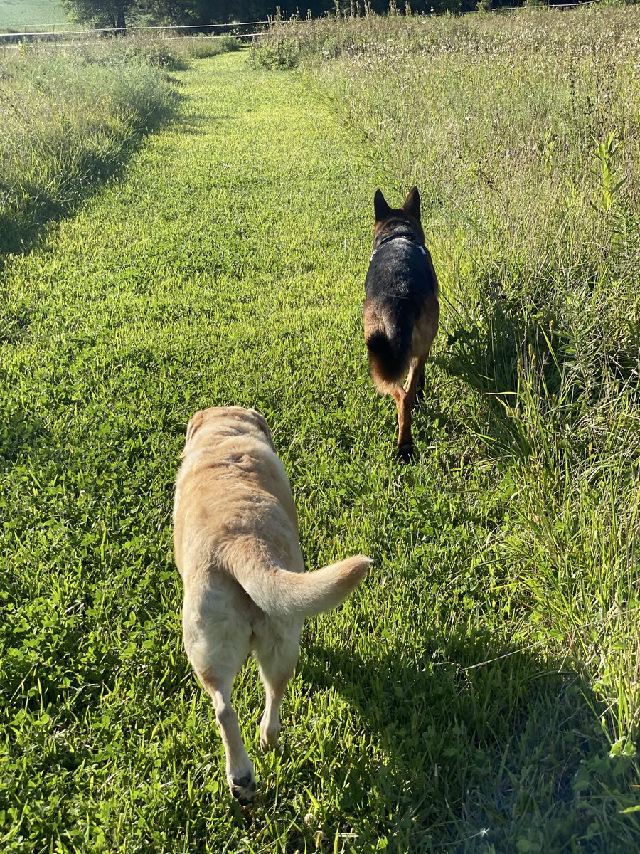 Thursday night walking Haley and Gunner