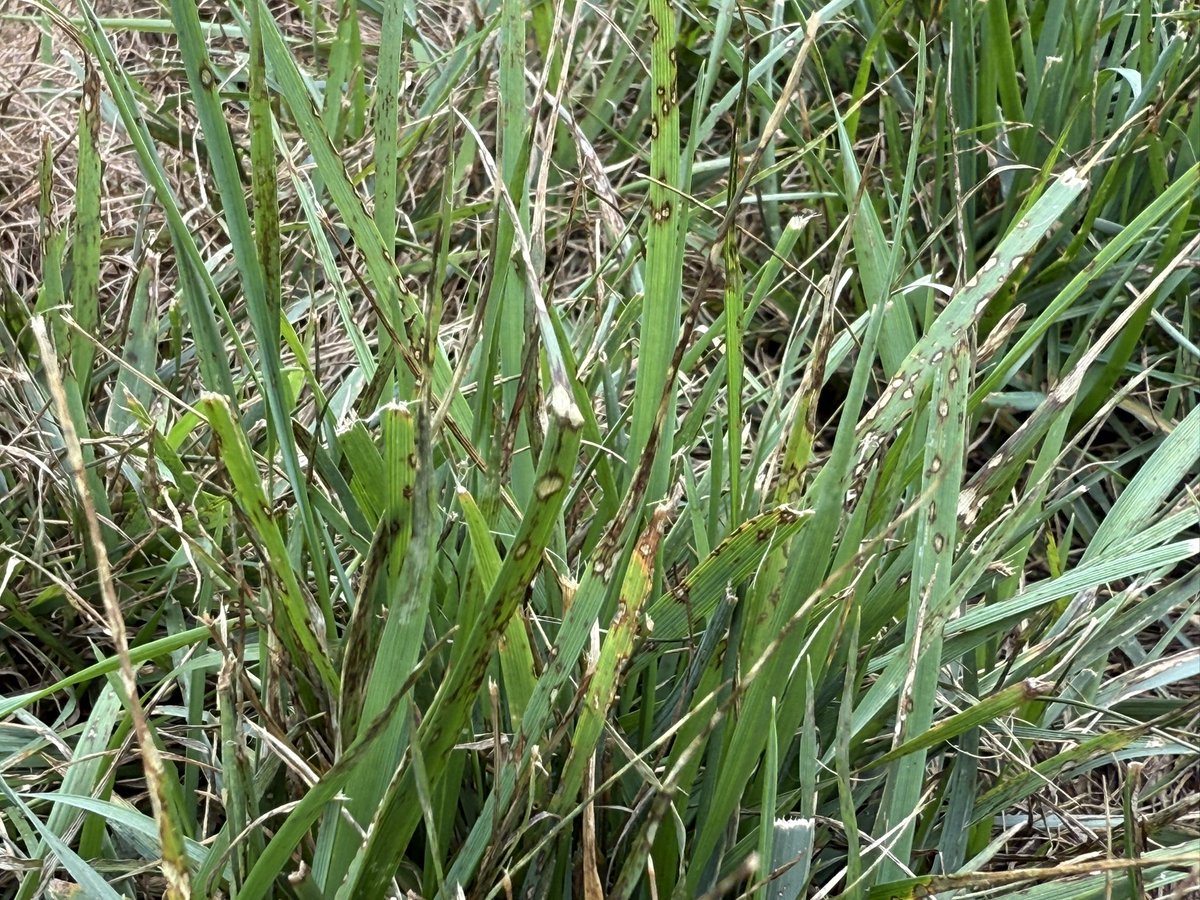 I was away for a couple of days and took some time to scout for armyworms after noticing egg masses. The damage extending away from the house looked suspicious, but it turned out to be GLS again. Dodged a bullet.