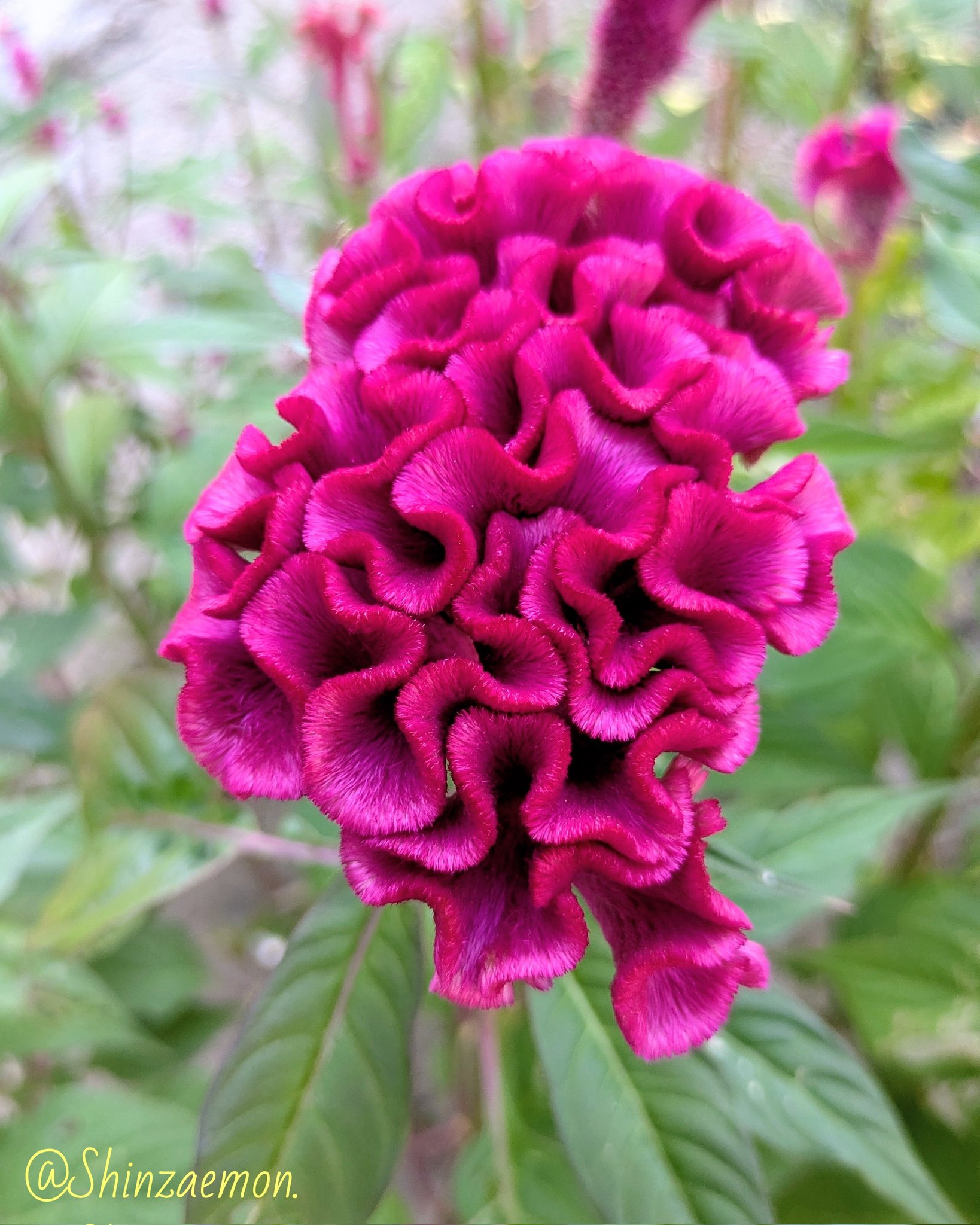 月が注ぐ花⊰❀様ご確認用 楽天市場】毎月届く お花の定期便 生花 供花 『 ペットちゃん 花