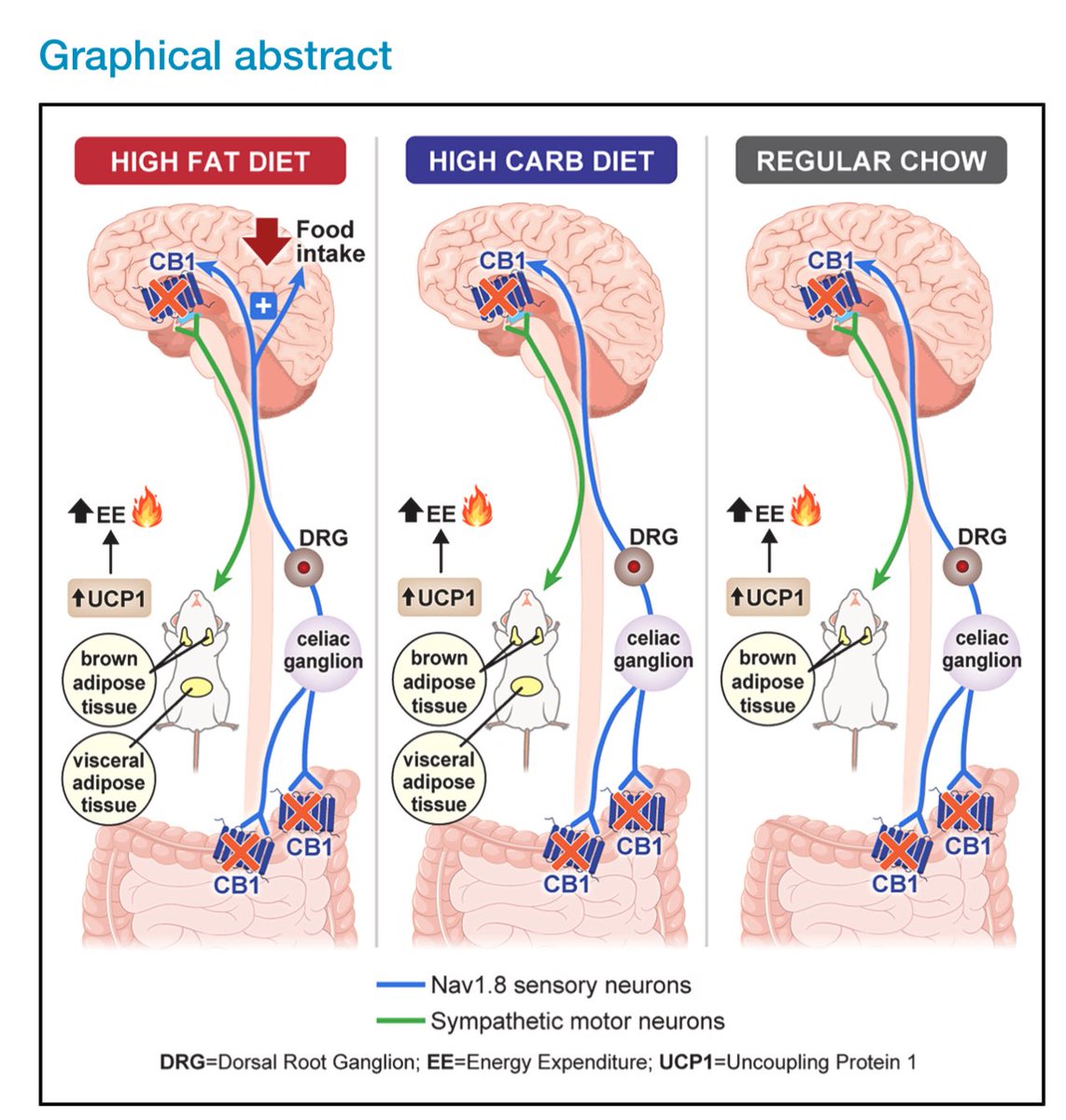 Mohammad Jarrah tweet media
