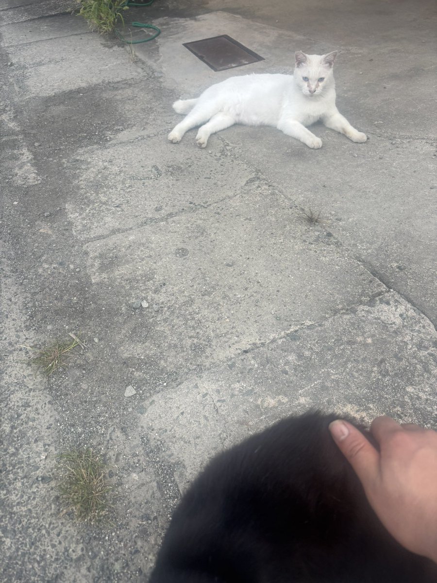 家族連れてきて〝見〟にまわる噛み猫