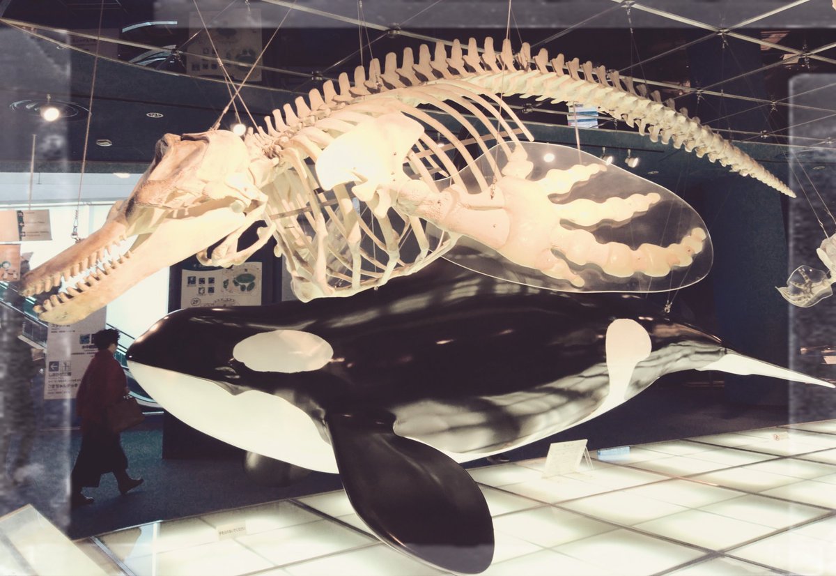 kta92751434's tweet photo. #Orcinus orca
#シャチ #サカマタ
#金シャチの日 
今日は名古屋城の金のシャチホコの日だそうですよ
なので名古屋港水族館からシャチの全身骨格を。
シャチの学名オルキヌス・オルカは訳すと地獄の魔物みたいな意味らしく、まさに海の最強プレデターです https://t.co/euBgktHjdj