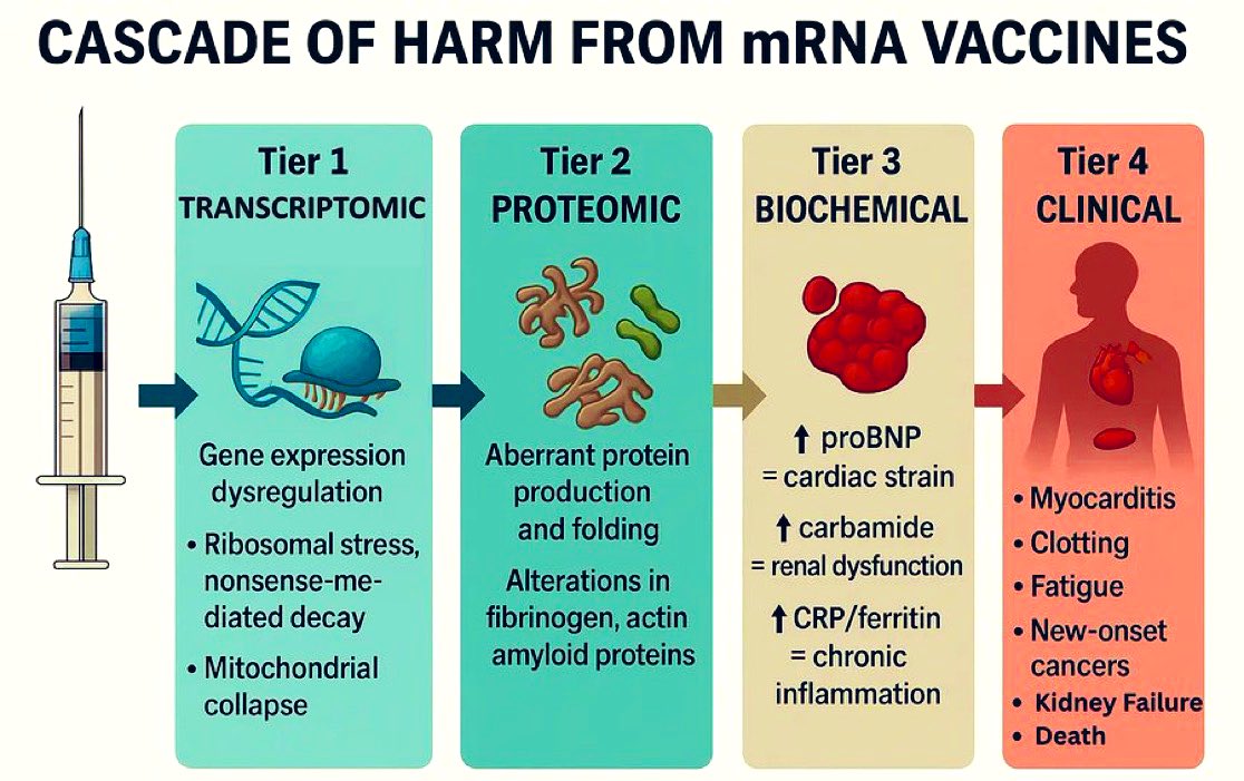 Lyndsey, RN ๐๐ญ (@houselyndseyrn) on Twitter photo ~ Cascade of Observed Harms with mRNA from Bench to Bedside ~
via: (<a href="/McCulloughFund/">McCullough Foundation</a>), (<a href="/NicHulscher/">Nicolas Hulscher, MPH</a>) & (<a href="/Docjohnc/">BeyondBio / John Catanzaro</a>)
โข Insights should put a pause on mRNA development across an array of diseases
โข Too many unanswered questions for decades make this form of biotechnology ~ Cascade of Observed Harms with mRNA from Bench to Bedside ~
via: (<a href="/McCulloughFund/">McCullough Foundation</a>), (<a href="/NicHulscher/">Nicolas Hulscher, MPH</a>) & (<a href="/Docjohnc/">BeyondBio / John Catanzaro</a>)
โข Insights should put a pause on mRNA development across an array of diseases
โข Too many unanswered questions for decades make this form of biotechnology