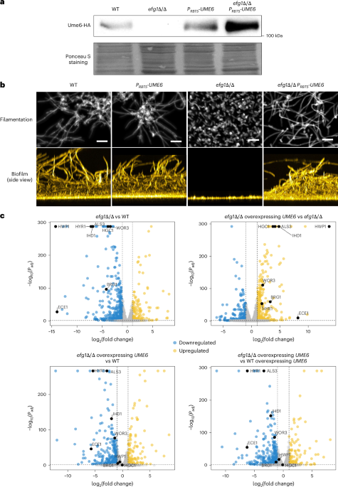 Out Now! Ume6 protein complexes connect morphogenesis, adherence and hypoxic genes to shape Candida albicans biofilm architecture bit.ly/3HnFjgn #CandidaAlbicans #Ume6 #Microbiology