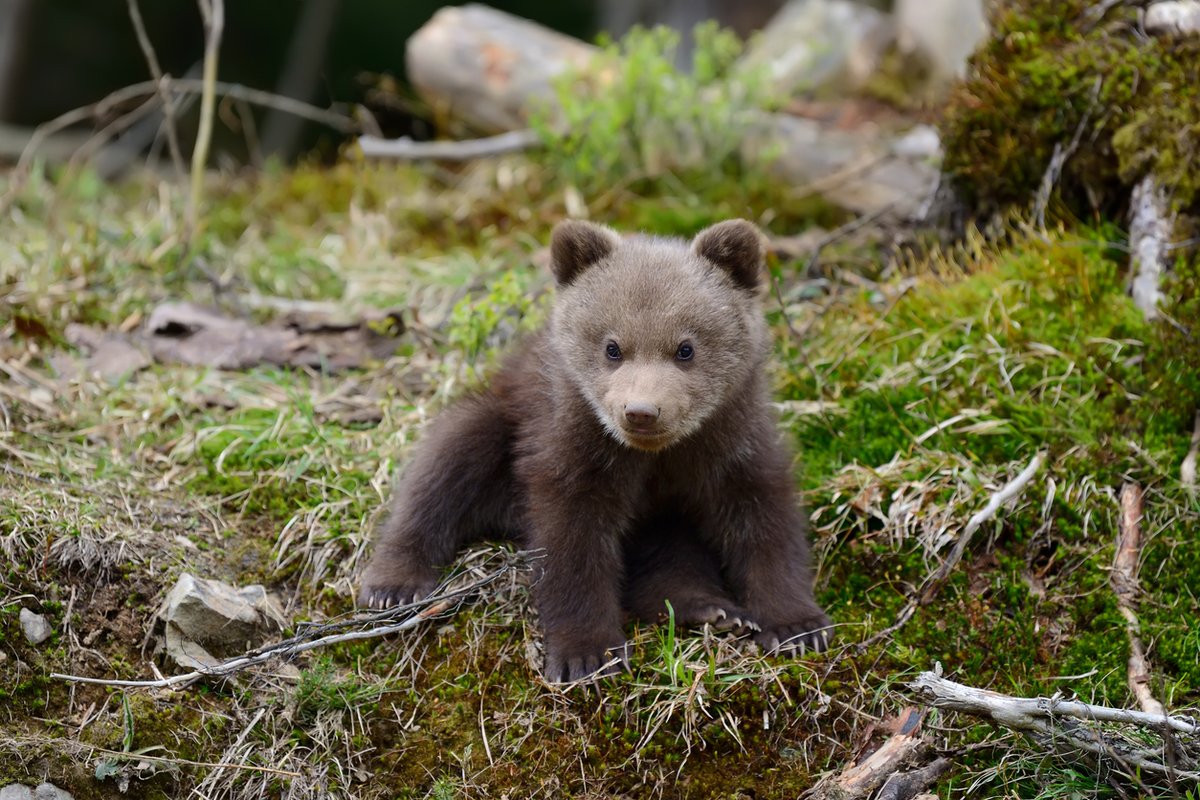Look who's wandered into our neck of the woods! 🐻 This adorable cub reminds us of someone... Can you guess who?