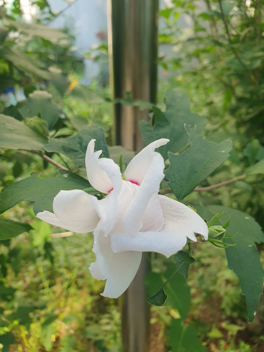 Flowers are Happiness 😊 
Have a nice day 

꽃은 행복입니다 ❤️ 
괜찮은 하루 되세요.