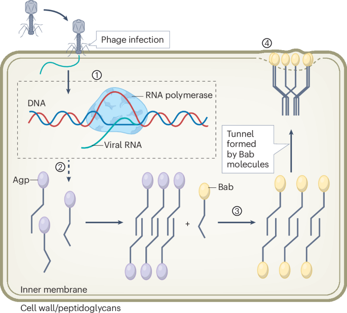 Out Now! Amyloids in bacterial antiphage defence bit.ly/3UFCKJu #Amyloids #BacterialDefense #PhageInfection