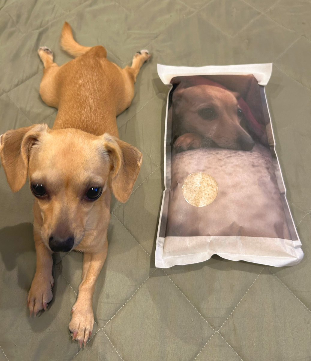 実家に帰った時、弟からのプレゼント！うちのわんこのオリジナル米w ササニシキ普通にうまいです

#わんこ 
#ササニシキ