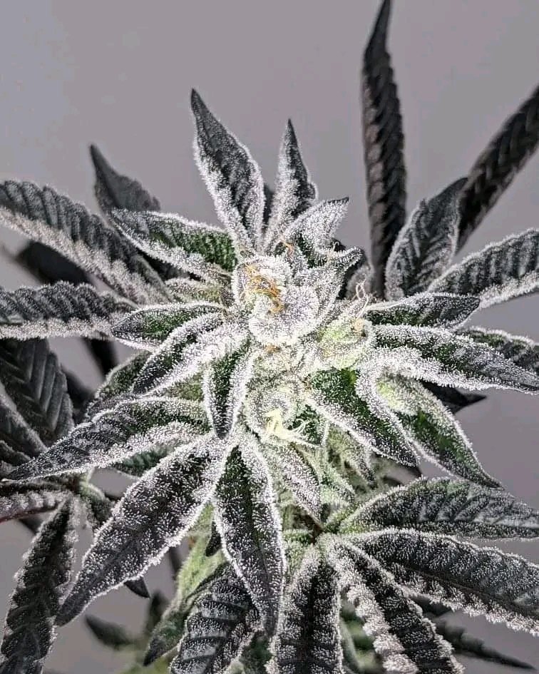 MTN Kush Cake 😍🍁

 t.me/sincityseedshop