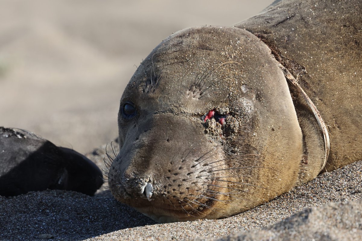 #ElephantSeal Crocker was spotted with her pup and an entanglement 😨  Luckily, by the time our team assessed her, what was believed to be a packing strap had already broken off 👏 Please cut loops ✂️ before tossing trash to help animals like Crocker 🦭 RT to spread the word ‼️