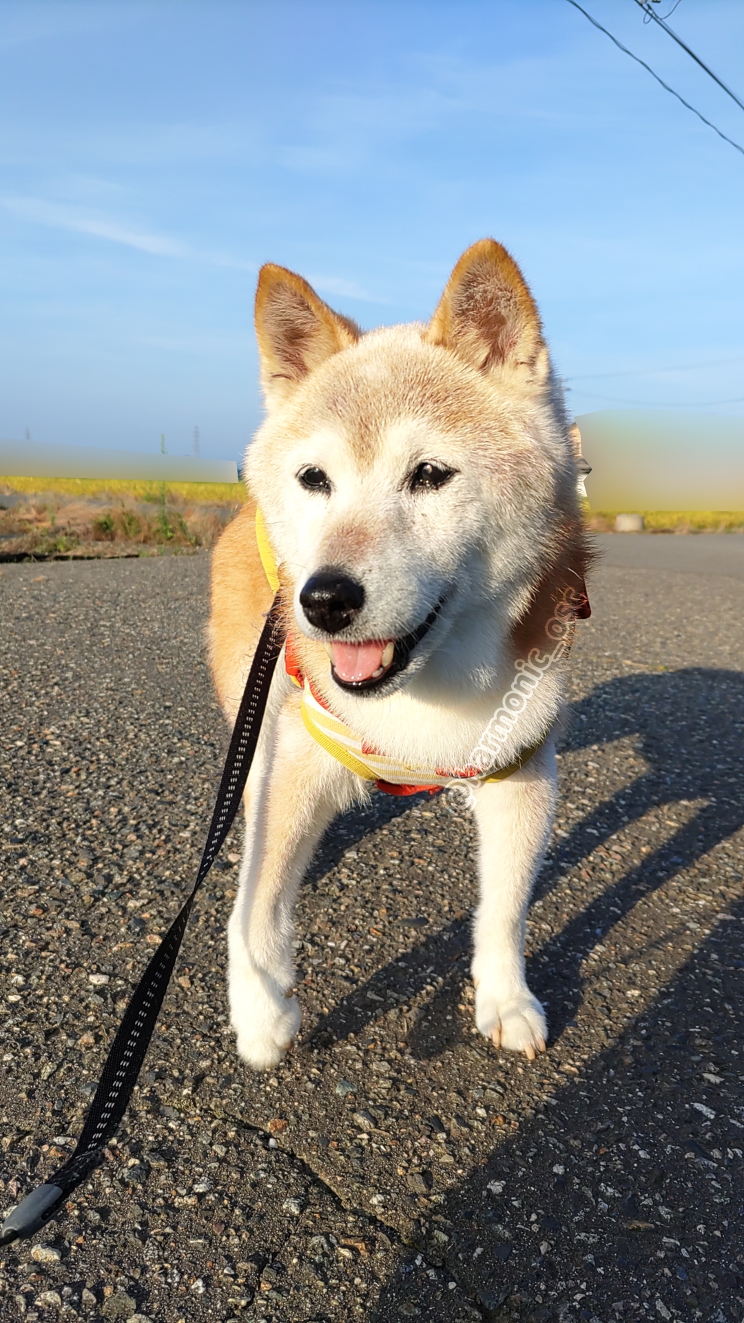yutaka4848🐕🐾🎮💻_φ(・_・ on X: 