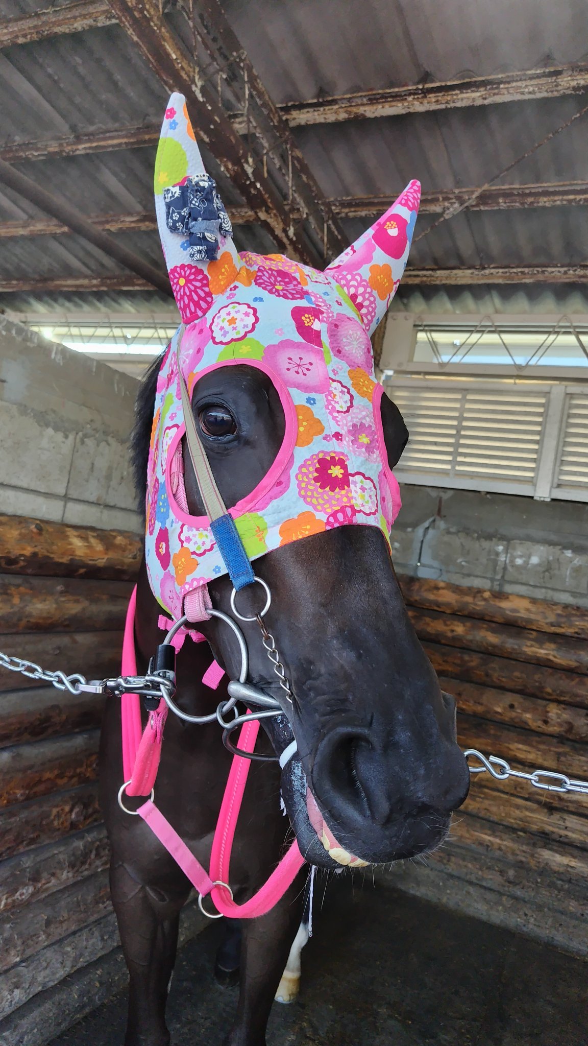 競馬200倍までをラクに当てる法 ピンポイント式でおもしろいほど獲れた 競馬200倍までをラクに当てる法 | 若月 次郎 |本 | 通販 | Amazon
