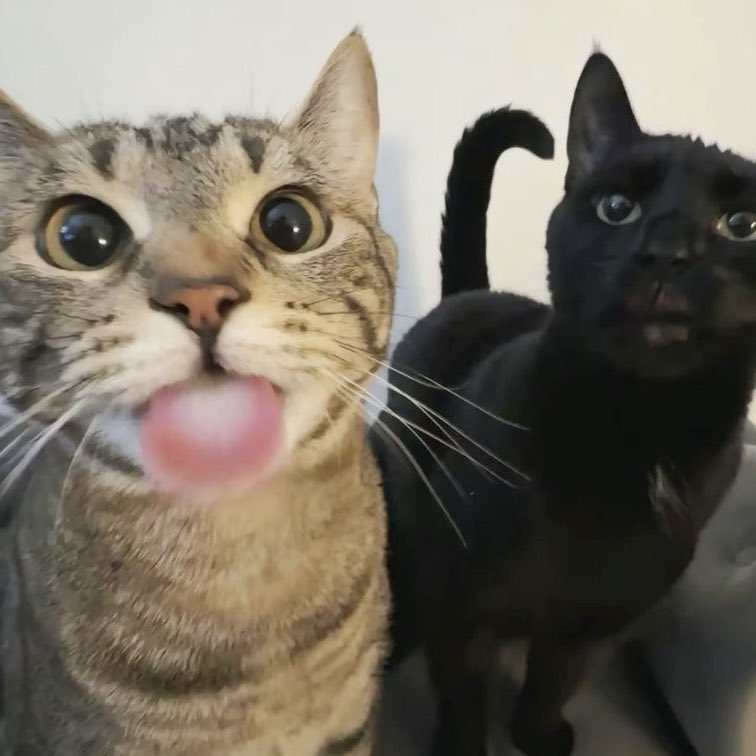 sunghocats's tweet photo. https://t.co/wcNavNfroi