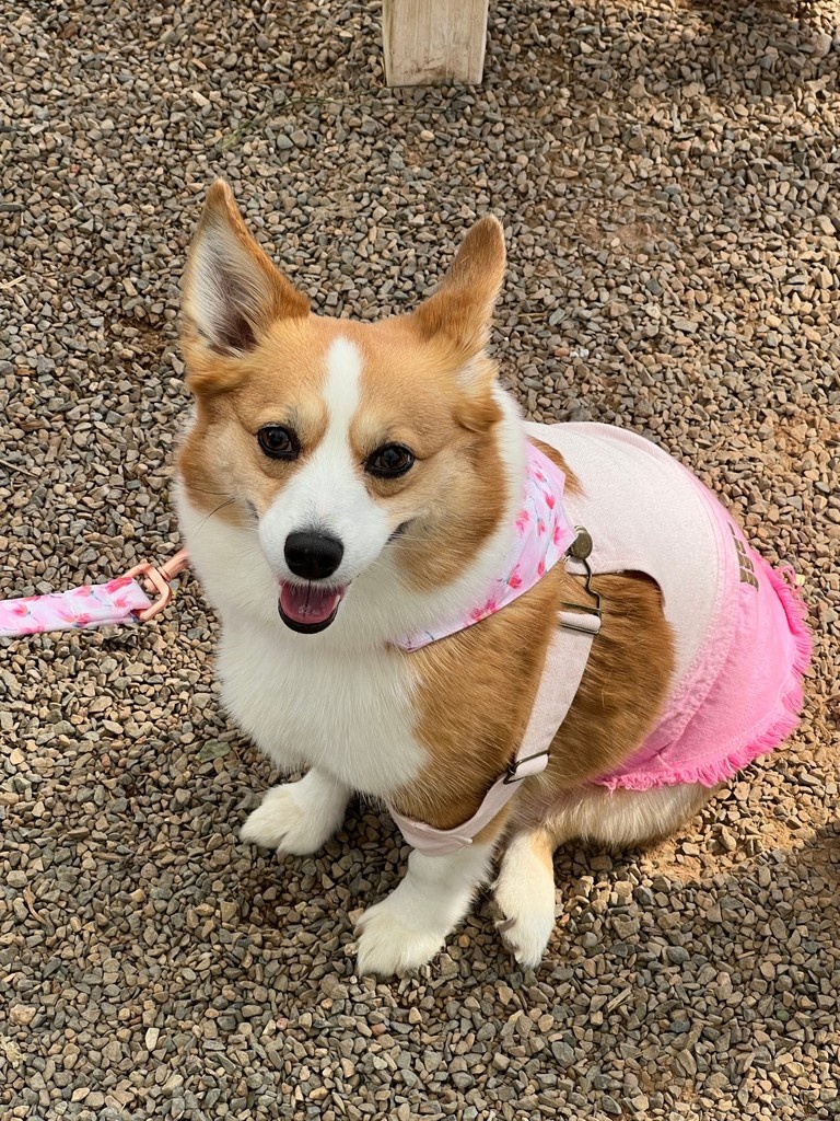 This Saturday is Dog Days of Summer! Pups dressed in their best summer fits will be entered into a drawing to win some paw-some prizes! 🐶✨️We can't wait to see what you've fetched up. 

ruthbancroftgarden.org/event/dog-days…