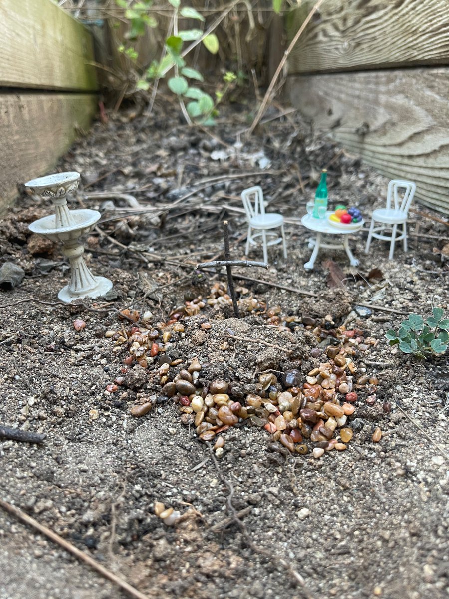 Today we mourn the loss of a great fish, ‘lil guy’ was beloved by all, and lived a long happy fish life. He will be dearly missed, and is resting peacefully in our California home, until we meet again my friend.. 🖤