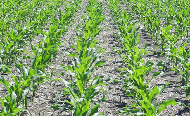 Campaña 25/26🌽

Maíz. El Centro-Norte de Córdoba empuja la intención de siembra: se espera un 10% más en el país

➡️ agroverdad.com.ar/2025/08/maiz-e…

 #40AñosAV #AgroTitular #AgroCordoba #agro #campo #maiz