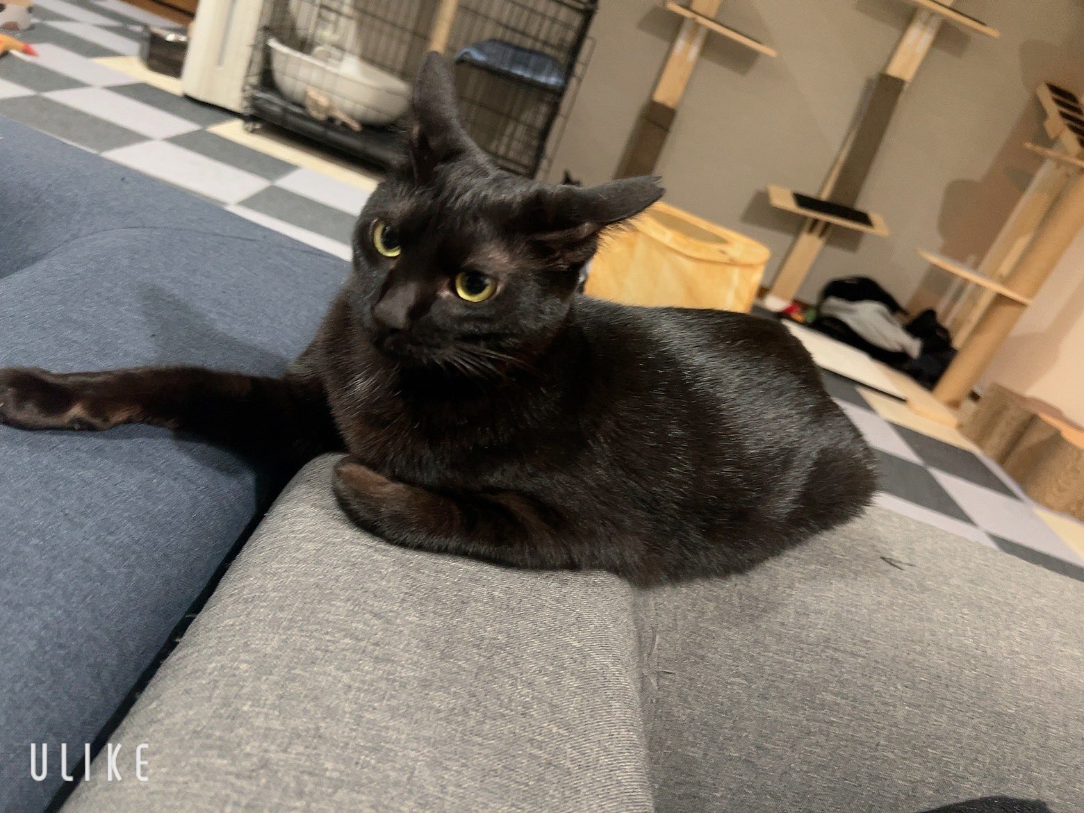 ねこ♪ ねこに転生したおじさん×WEGOコラボステッカー – WEGO ONLINE STORE