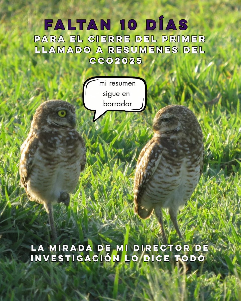 OrnitologiaCol's tweet image. Faltan 10 días para el #CCO2025 y mi resumen sigue en borrador 🙃
La mirada de mi director de investigación = priceless 👀🦉

#Investigación #Deadlines #ModoBorrador
