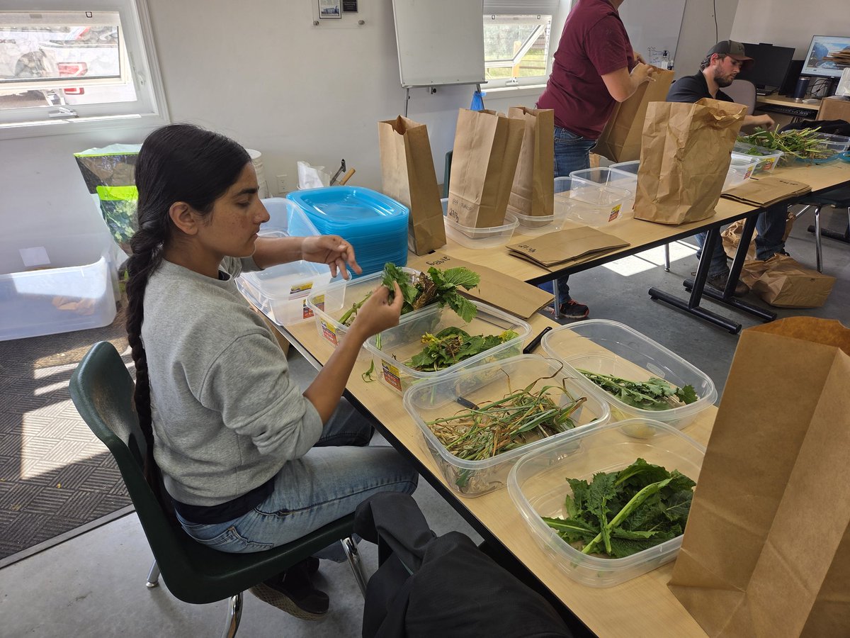 Teamwork makes the #Dream work! Forage sampling #BotComp #SwathgrazingII #LakelandCollege  <a href="/_RDooso/">Richard Dooso</a>