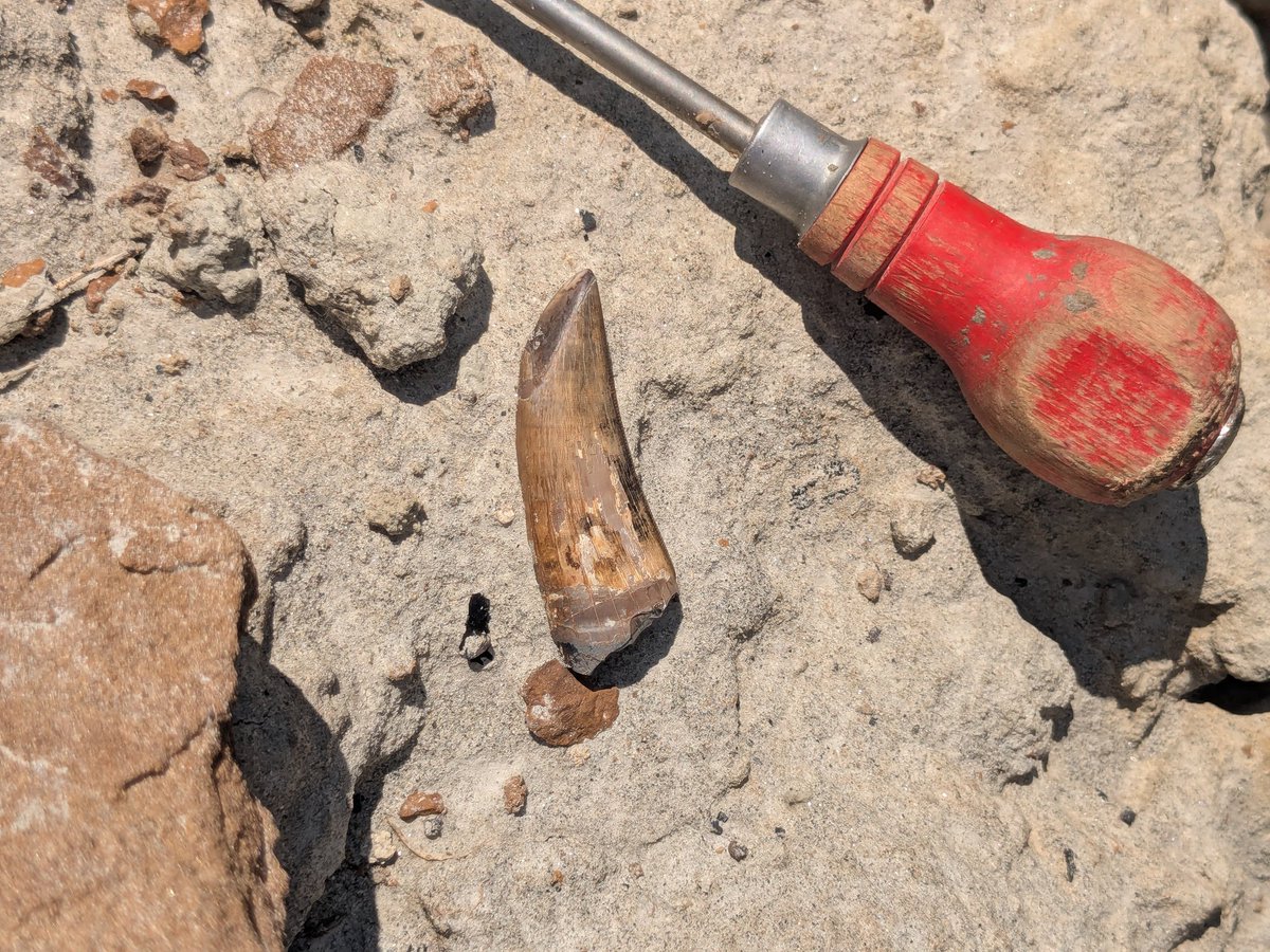 A really nice tyrannosaur tooth that Pietro found yesterday. I found one nearby that had a huge wear facet in its place. It was actually quite glorious. Judith River Fm, Montana. From US public lands. #dinosaurs #fossilfriday