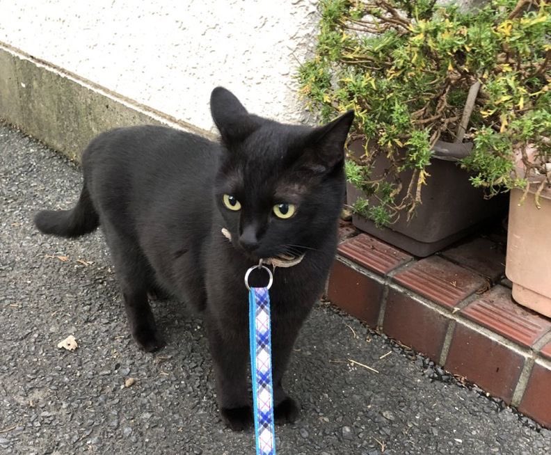 Black cats are not bad luck (@visualscat) on Twitter photo 