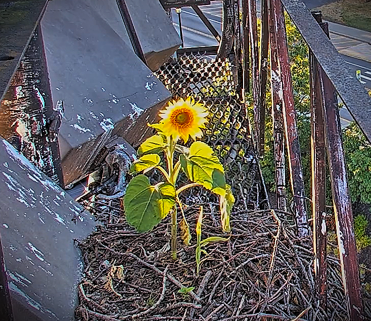 8/21   O2 guided by the brightness of the Sunflower on the nest, settles on the Throne on Bradfield.

 Gorgeous views of O2 courtesy Suzanne and woodg.