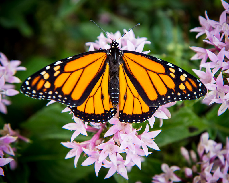 Adult Monarch Butterflies have a wingspan of 93-105mm (or about 4inches). These large butterflies have orange wings are outline by a black border with two, characteristic white spots. They weigh less then 1gram!
#SARSweetTweet 
Image: Flickr Creative Commons/ Arthur T. LaBar