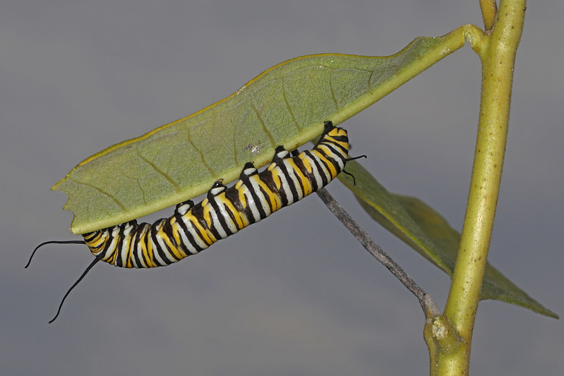 Monarch caterpillars have unique colours! They are white, yellow and black-banded! In their two weeks of life, these caterpillars grow 2000x their size!

#SARSweetTweet #pcapprairie #nativeprairie #naturesask #yqr #yxe #rangeninja 

Image: Flickr Creative Commons/Judy Gallagher