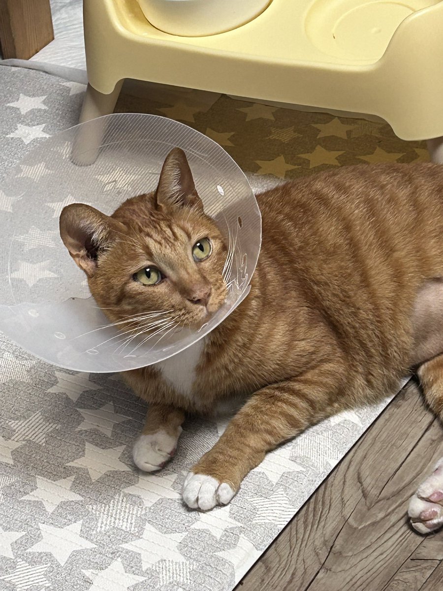 ‼️임보처 급구‼️
이름: 주스
성별: 중성화 된 수컷
나이: 6살~7살
건강상태: 방광괴사+요도폐색으로 수술받고 무사히 회복 중! 후지를 일시적으로 못 써서 기어다니고, 요실금 있음. 이외엔 다 건강한 주스 🐱(요실금은 시간이 지나면 나아질 거라고 함)
임보처 또는 입양처를 찾아요 😭 #고양이입양