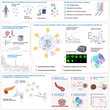Cancer Cell (@cancer_cell) on Twitter photo Online Now: Genome-wide CRISPR screens identify critical targets to enhance CAR-NK cell antitumor potency dlvr.it/TMcpzz Online Now: Genome-wide CRISPR screens identify critical targets to enhance CAR-NK cell antitumor potency dlvr.it/TMcpzz