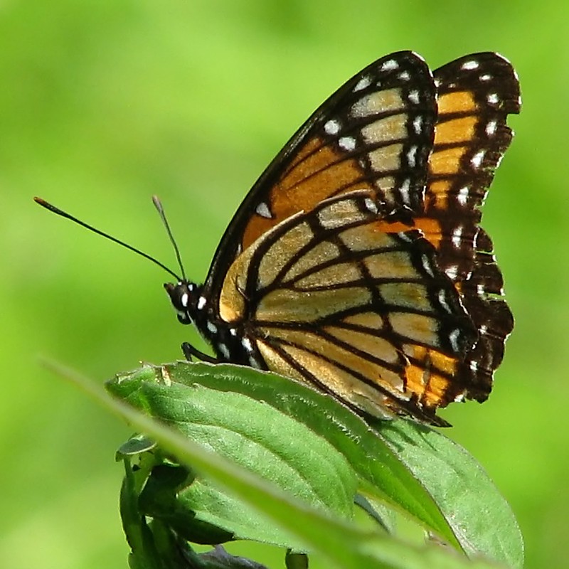Can you tell   the difference between these two species? This similarity is called mimicry.
Pictured: A Monarch Butterfly and its lookalike, a Viceroy.
#SARSweetTweet #prairies
Images:
FlickrCreativeCommons/ Judy Gallagher (Monarch)
FlickrCreativeCommons/ Vicki DeLoach (Viceroy)