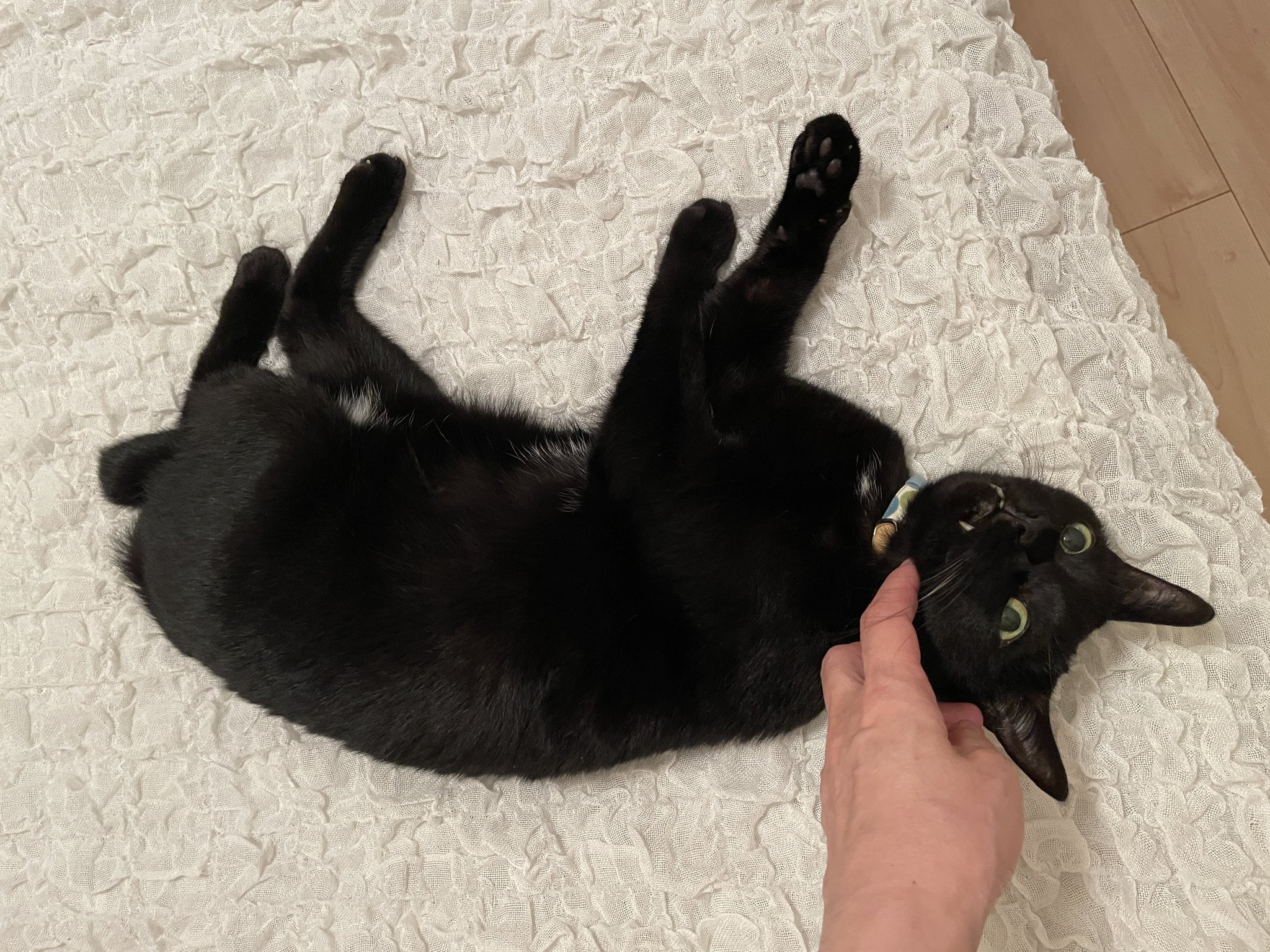 「黒猫みんと」のみ TomoMinaco on X: 