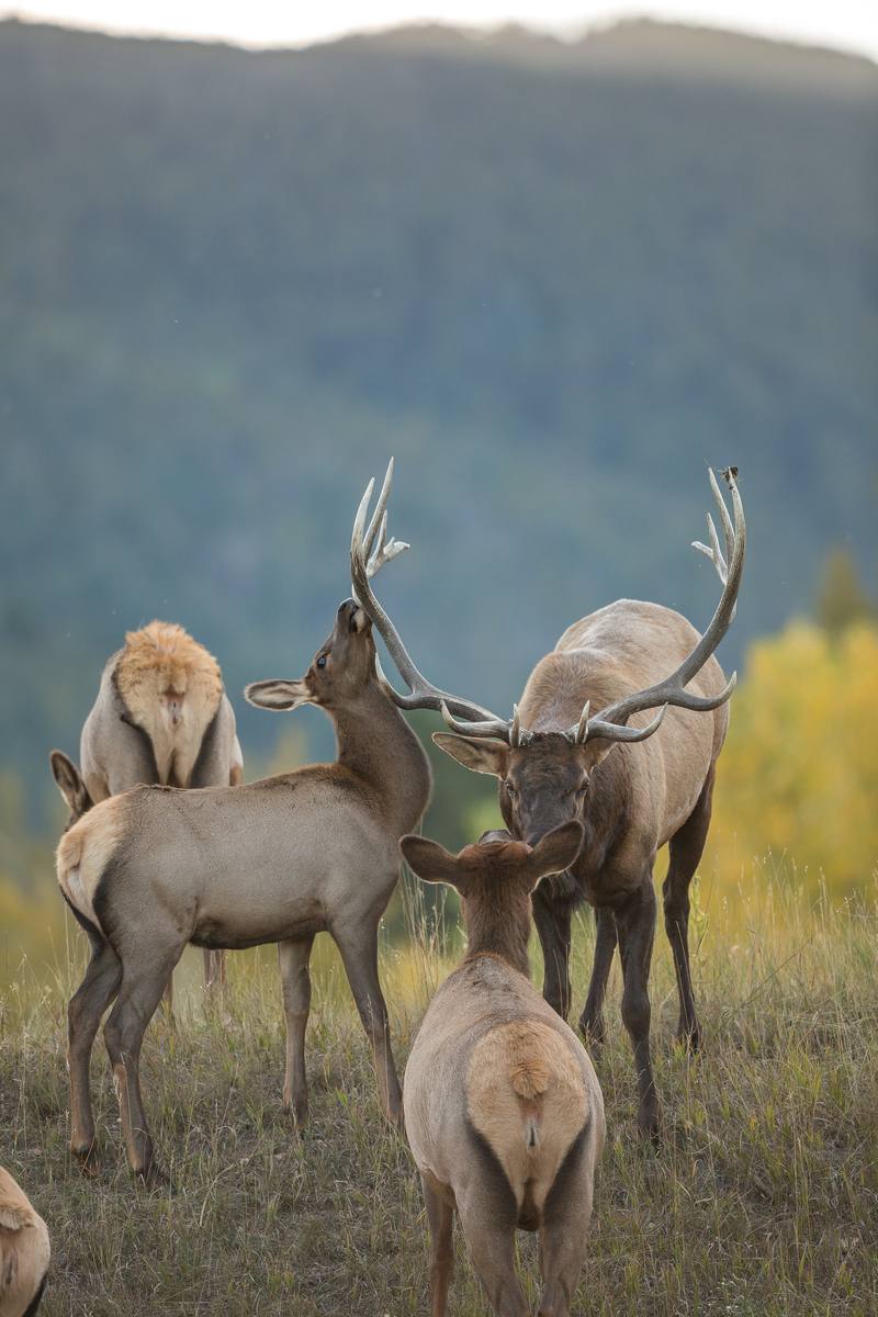 An Arizona man gets prison time &amp; fines for running a poaching operation in Colorado.🡪rmef.org/media/arizona-… #arizona #colorado <a href="/FiocchiUSA/">Fiocchi USA</a>
