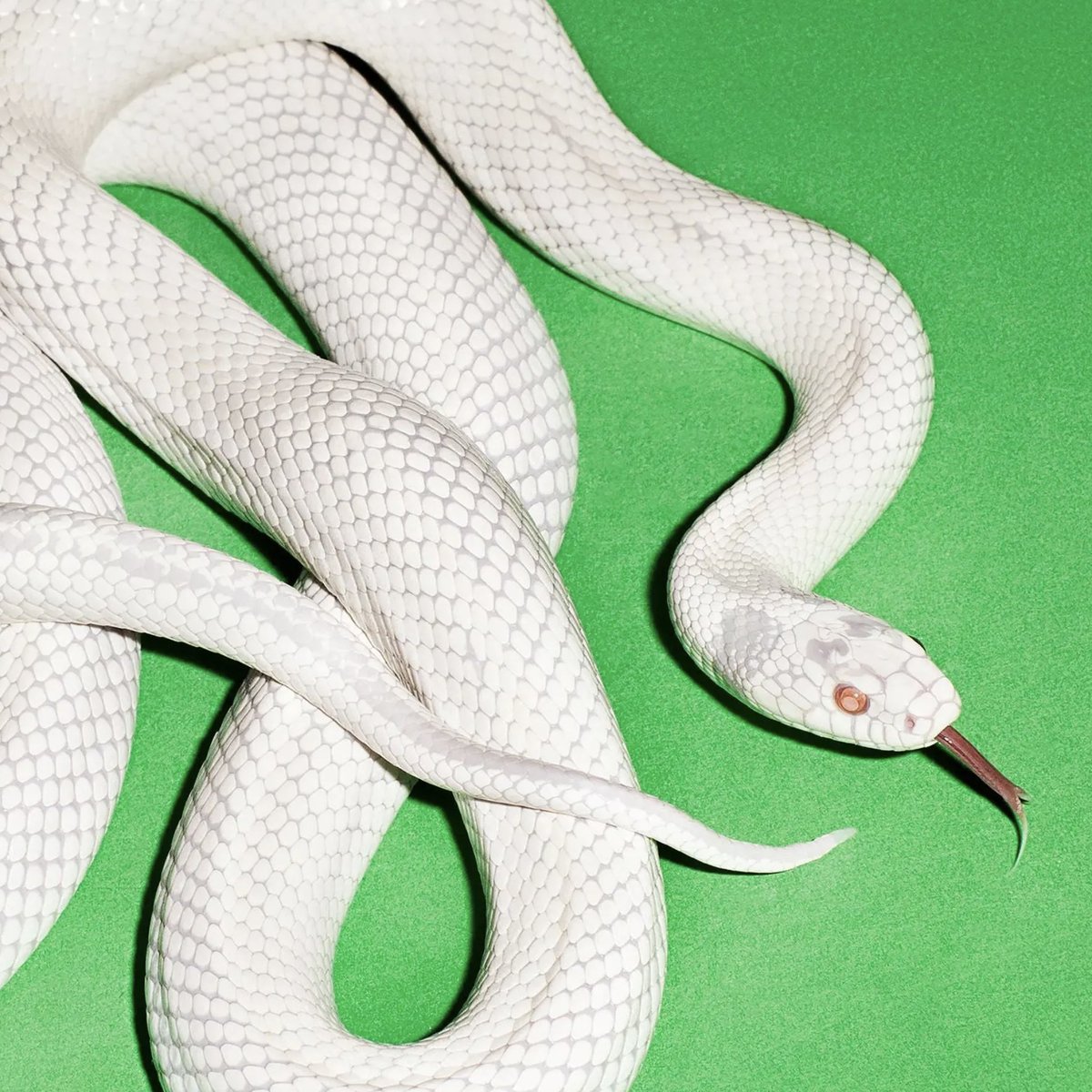 🐍 DEFTONES' new album, 'private music,' is just hours away. Read our review shorturl.at/m3MBX