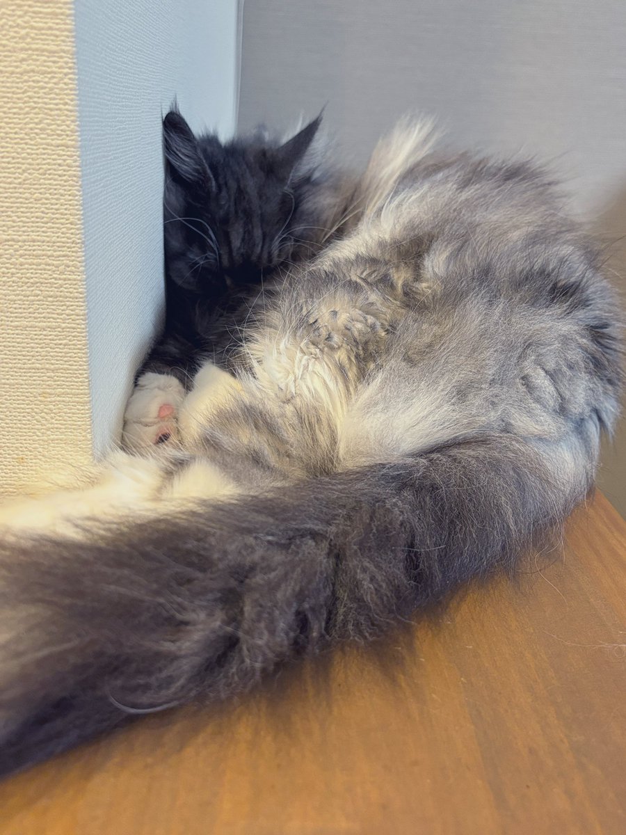 こってぃ⸜(* ॑꒳ ॑* )⸝ (@cottie87) / Posts / X