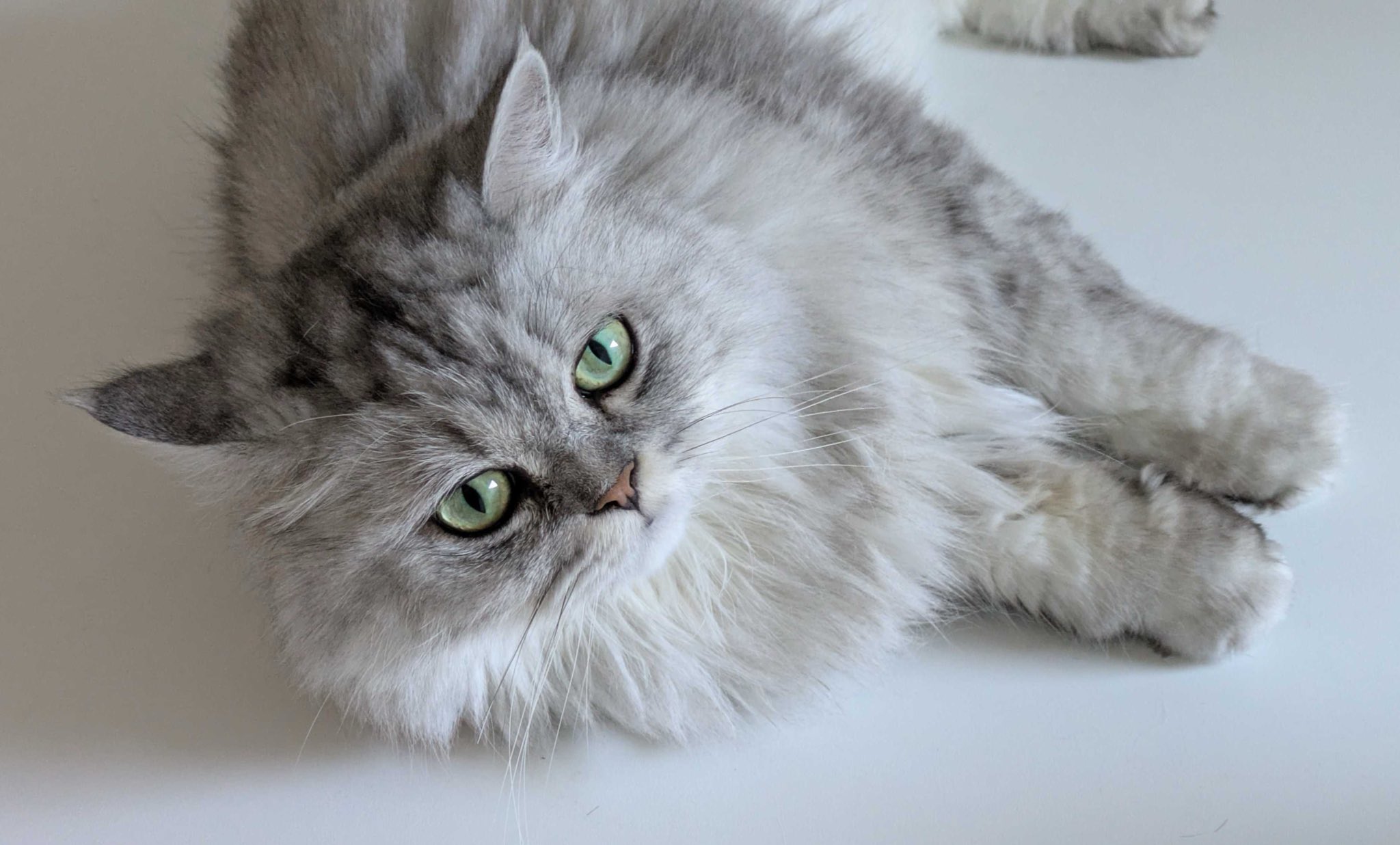 猫のたろう on X: 