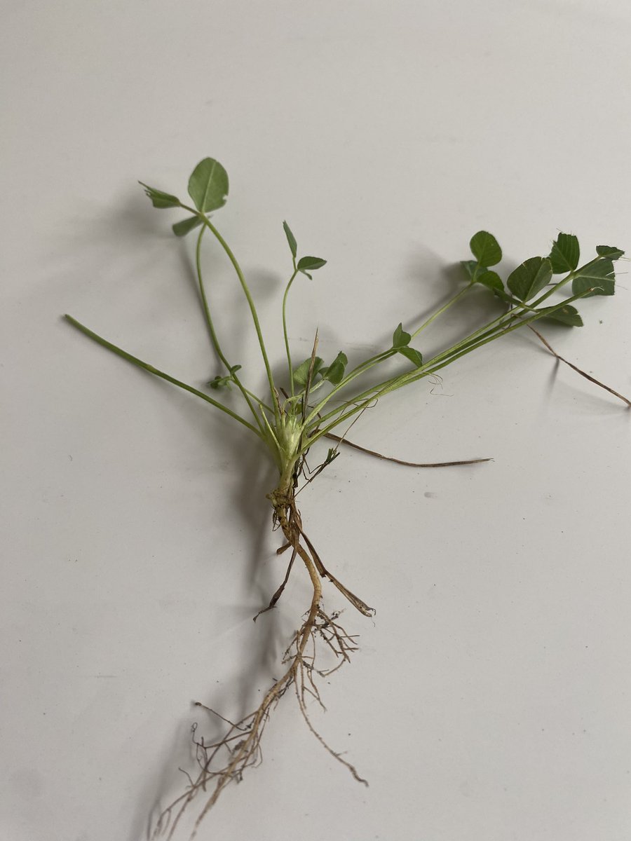 Been pulling weeds when I see them around the Great State. True specimens.