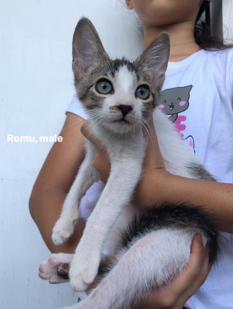 MaddyM_C's tweet photo. Free kitten adoption! Nuvali, Sta. Rosa, Laguna. #cats #kittens #catadoption #catsoftwitter 
Pls msg Free Cat Adoption Philippines on Fb for screening if interested! https://t.co/WQmKCxTYNr https://t.co/s4AD9IBS3l