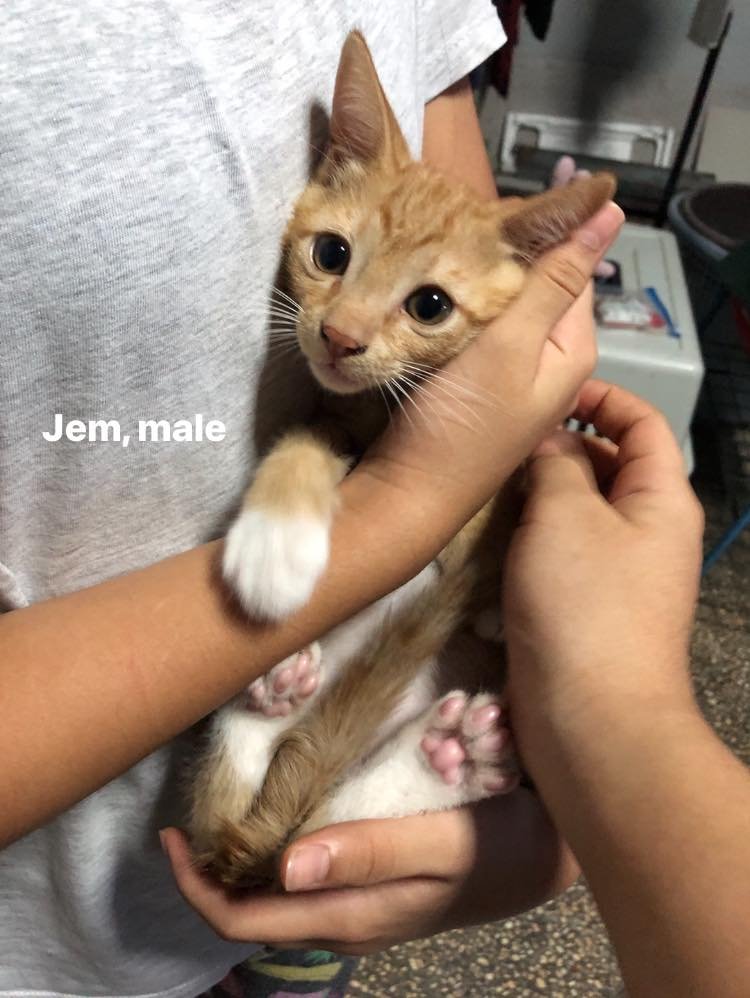 MaddyM_C's tweet photo. Free kitten adoption! Nuvali, Sta. Rosa, Laguna. #cats #kittens #catadoption #catsoftwitter 
Pls msg Free Cat Adoption Philippines on Fb for screening if interested! https://t.co/WQmKCxTYNr https://t.co/s4AD9IBS3l